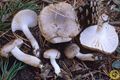 Hygrophorus agathosmus